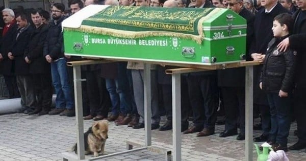 Bouleversant : lors des funérailles de son maître, ce chien s'est avancé pour lui faire un dernier adieu...
