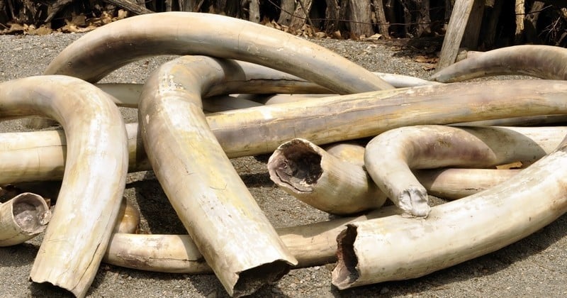 Considérée comme la plus importante plateforme de contrebande d'or blanc, Hong Kong a voté l'interdiction du commerce d'ivoire d'ici 2021