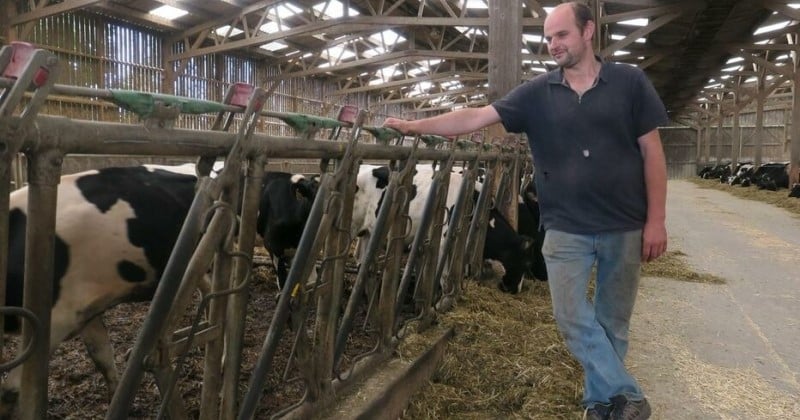 Ses voisins sont gênés par le bruit et l'odeur de ses vaches, il est condamné pour « troubles anormaux de voisinage »