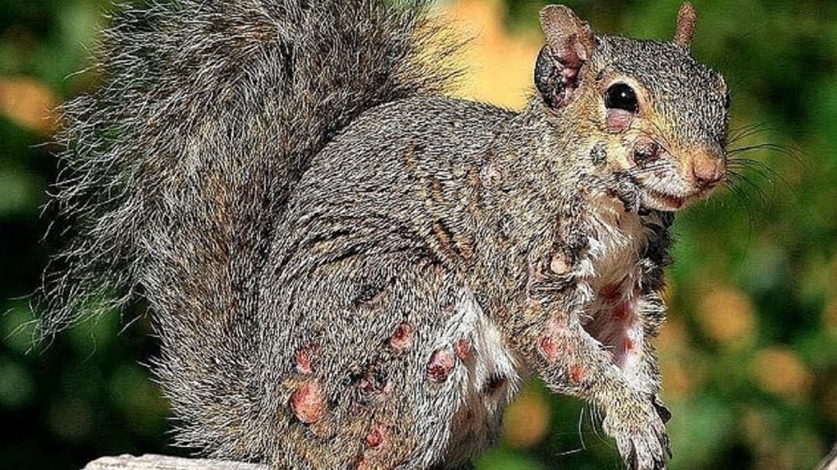 Des « écureuils zombies » envahissent les jardins, les experts mettent en garde les habitants