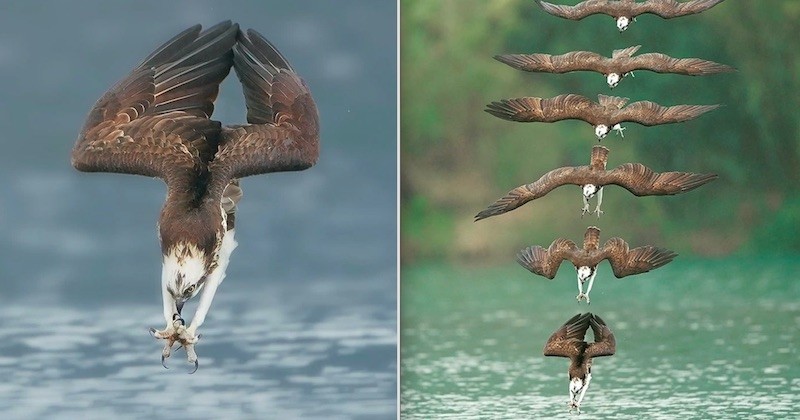 Toute la beauté sauvage de la nature se dévoile à travers ces clichés fantastiques de balbuzards pêcheurs 