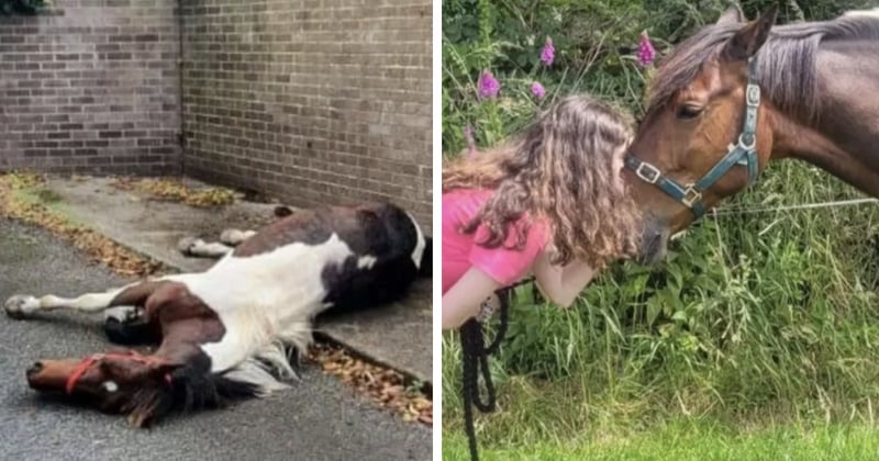 Laissé pour mort sur un trottoir, ce cheval a été recueilli par une ado de 13 ans et croque aujourd'hui la vie à pleines dents