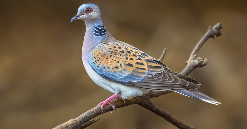 Le gouvernement réfléchirait à l'idée d'autoriser la chasse de 36 000 oiseaux menacés