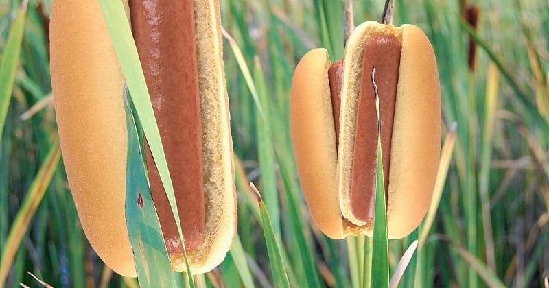 40 % des enfants américains croient que les hot-dogs sont des.. plantes, et ce n'est pas une blague	