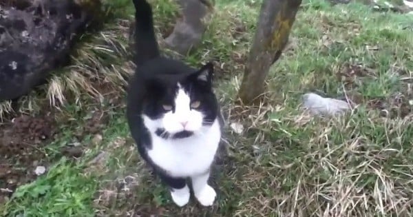 En Suisse, ce chat a guidé un homme qui s'était perdu dans les montagnes et lui a fait retrouver son chemin !