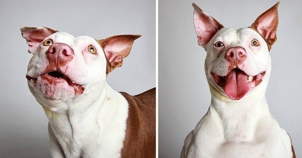 Un refuge pour animaux met des chiens dans un photomaton pour les faire adopter ! Les photographies sont juste excellentes !