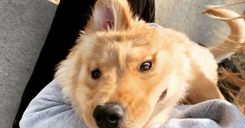 Avec son oreille située sur le sommet de sa tête, cette chienne ressemble à une licorne 