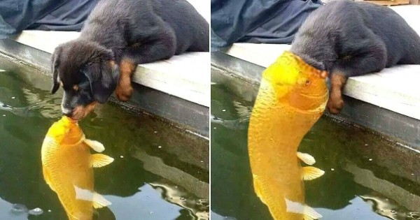 12 fois où les internautes nous ont fait mourir de rire en retouchant cette photo de bisou entre un chien et un poisson