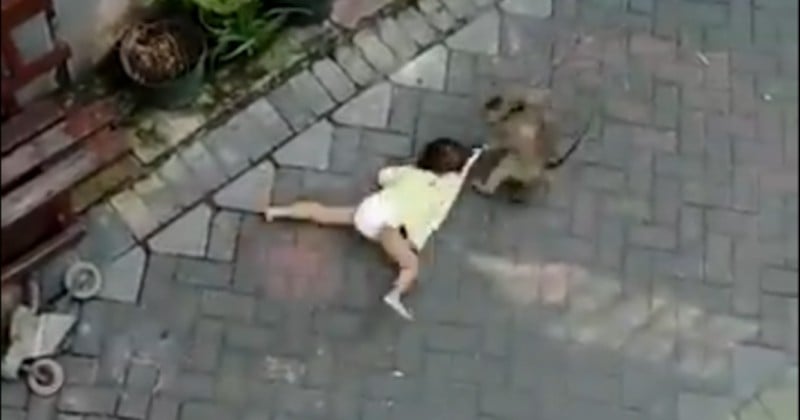En Indonésie, un singe à moto tente de kidnapper une enfant en pleine rue