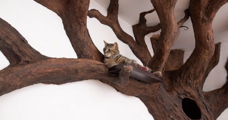 Il sculpte pour son chat un arbre grandeur nature dans son salon 