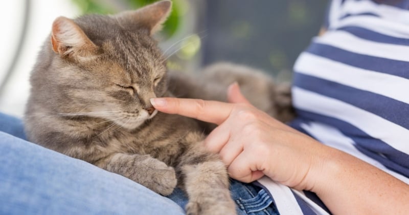 Voici en combien de temps un chat oublie une personne selon un expert