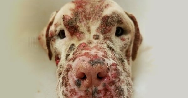 	Ce chien « moche », piqué par des miliers d'abeilles, a été abandonné par ses propriétaires... Jusqu'à ce que cette femme ne perçoive sa vraie beauté. Il est méconnaissable !