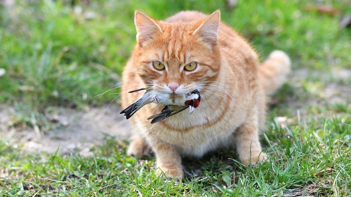 Cette étonnante proposition, visant à empêcher les chats de chasser les oiseaux, ne plaît pas à tout le monde	