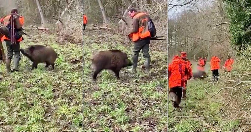 Vidéo : des chasseurs abattent un sanglier domestiqué à bout portant