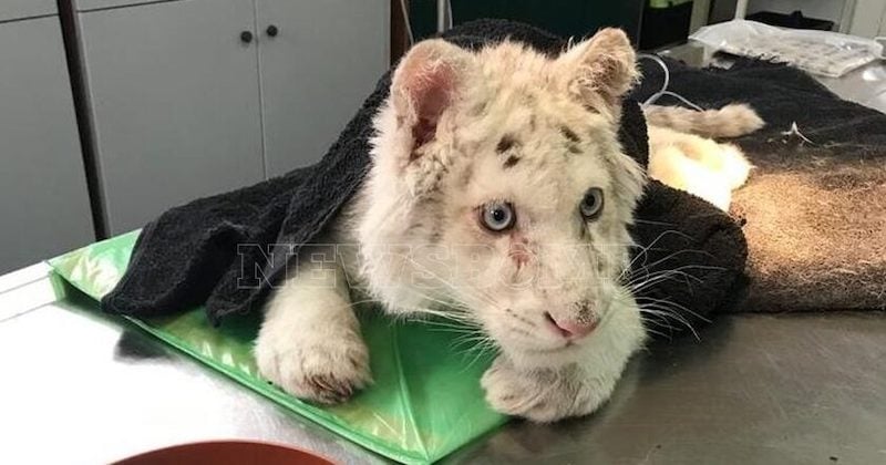 Un petit tigre blanc “dans un état terrible” retrouvé sous une poubelle