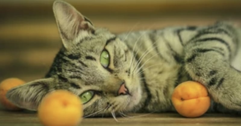10 fruits et légumes toxiques pour nos amis les chats