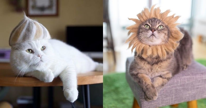 Ces chats disposent d'une impressionnante collection de «chapeaux» confectionnés à partir de leurs poils