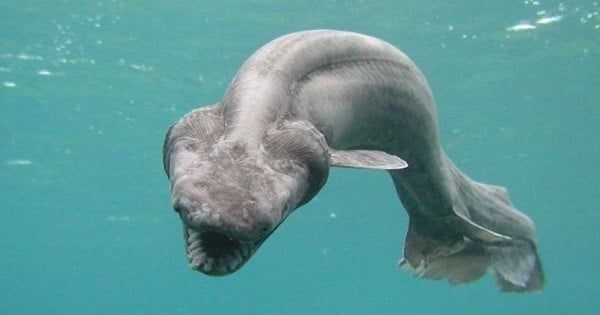 15 créatures des mers qui vont vous donner des cauchemars... Vous ne voudriez plus mettre un pied dans l'eau !