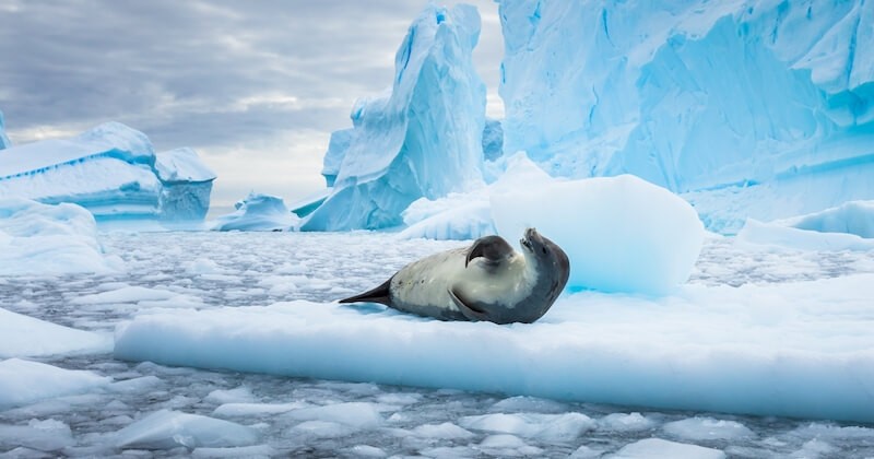 « Quelque chose de différent se passe » dans l'Antarctique avec une température record de plus de 20 °C