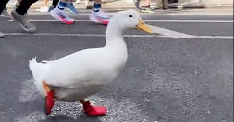 Un canard a participé au marathon de New York avec des chaussures spéciales pour ses pattes