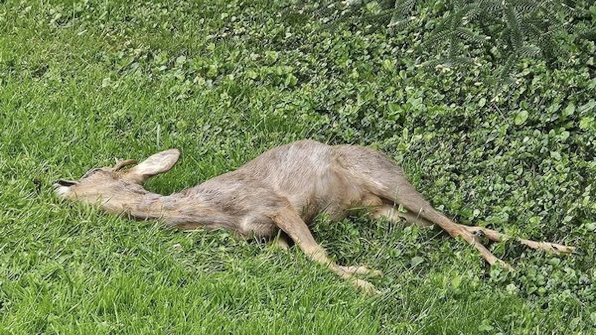 “Il s'est couché au sol” : ivre, un chevreuil s'effondre dans son jardin 