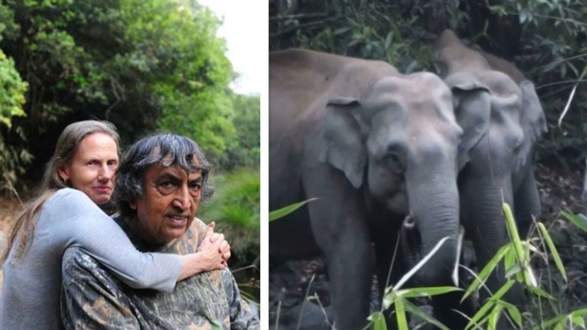 Pamela et Anil / Des éléphants