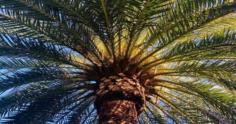 L'huile de palme est-elle dangereuse pour la santé ?