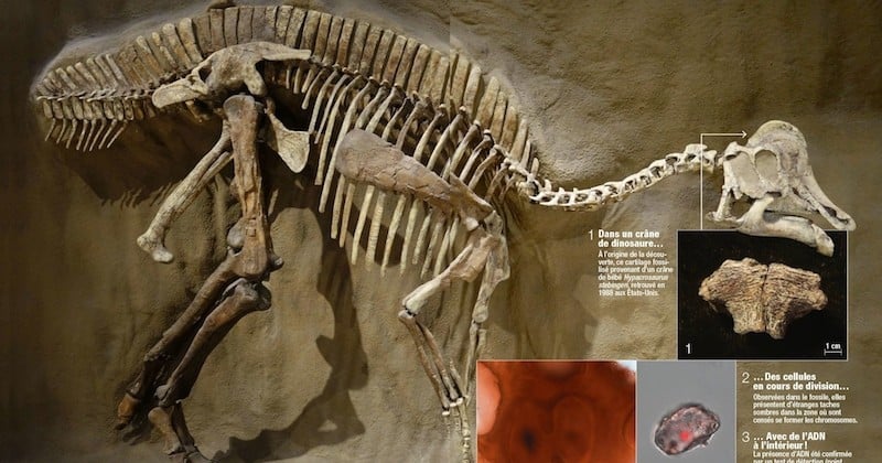 Des chercheurs découvrent pour la première fois l'ADN d'un dinosaure