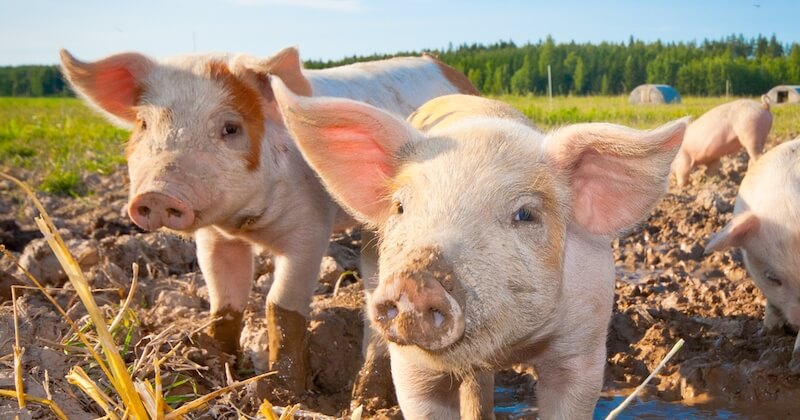 Landes : une femme adopte trois mini-cochons issus des laboratoires et leur offre une nouvelle vie