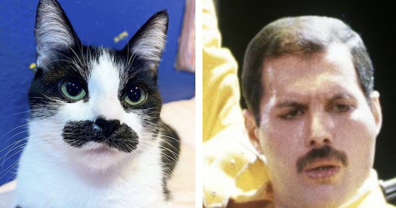 Ce chat doté d'une moustache noire a de faux airs de Freddie Mercury	
