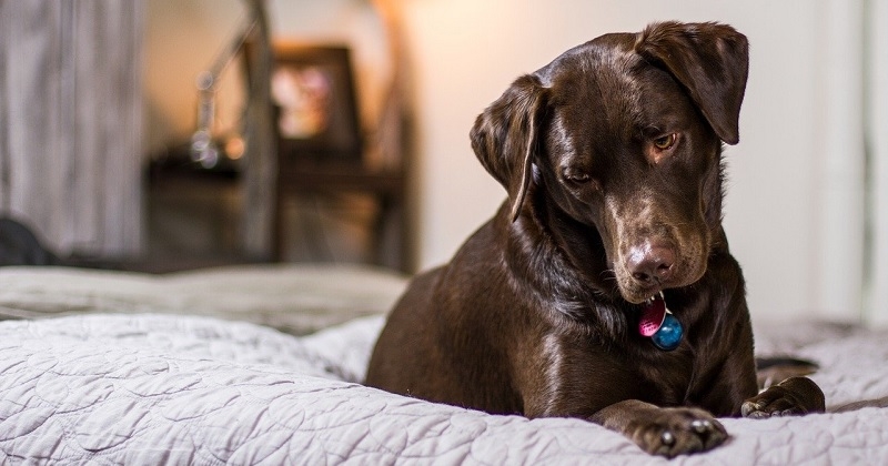 Pourquoi vous ne devez surtout pas laisser votre chien dormir avec vous dans votre lit