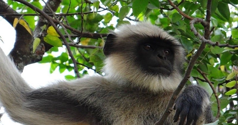 Vietnam  : un singe tué et mangé en direct sur Facebook