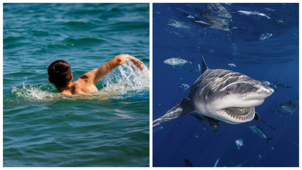 Un requin attaque violemment un enfant de 7 ans et lui inflige « des blessures longues et profondes »
