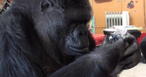 Découvrez ces chatons qui font la connaissance de Koko, un gorille de 44 ans. Une rencontre attendrissante qui ne va pas vous laisser indifférent !