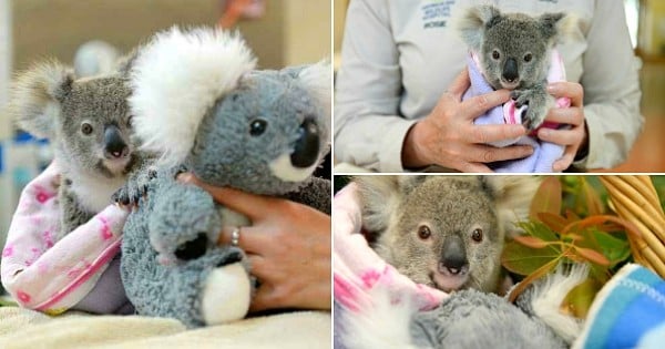 Alors qu'il vient de perdre sa maman, ce bébé koala se console en s'accrochant à une peluche qui lui ressemble