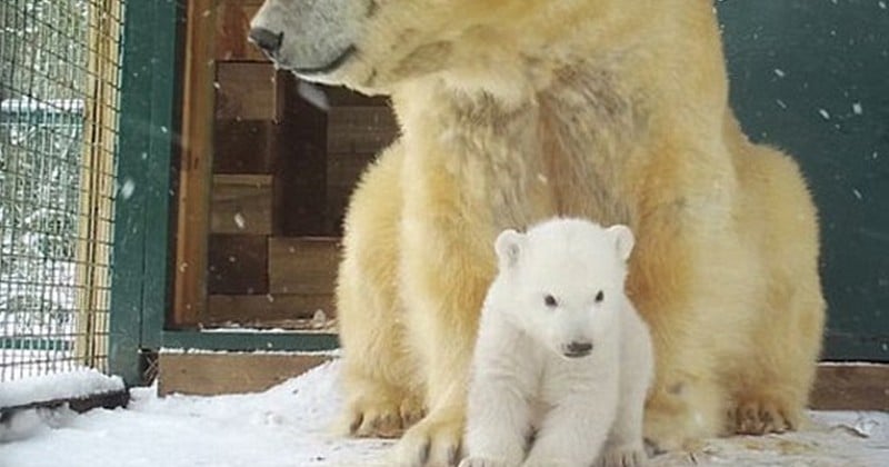 Au Royaume Uni Un Bebe Ours Polaire Est Ne Pour La Premiere Fois Depuis Plus De Deux Decennies Et C Est Une Grande Nouvelle