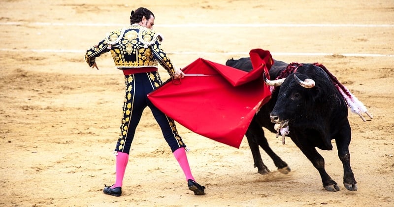 « Une torture d'animaux en public » : 35 parlementaires s'opposent à la corrida et demandent son interdiction en France