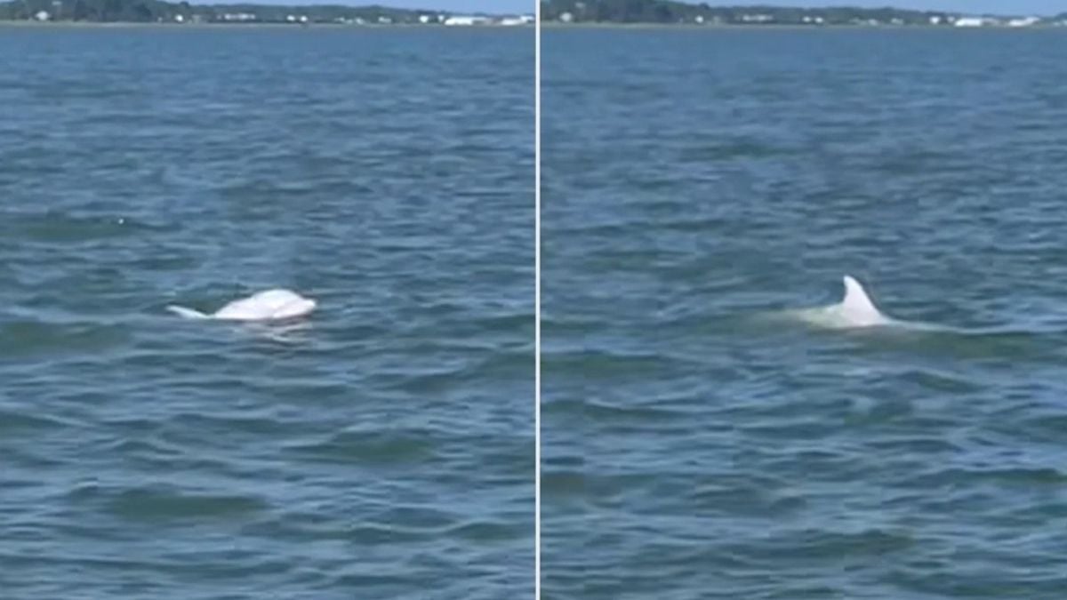 Des touristes filment un rarissime dauphin albinos, la vidéo émerveille les internautes