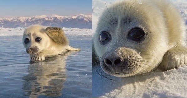 Exceptionnel : un jeune phoque tout simplement adorable se laisse photographier sans prendre la fuite par un passant. Les photos sont magnifiques