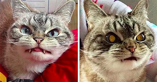 Voici Loki, le chat adopté au visage incroyablement maléfique... mais qui va vous faire fondre !