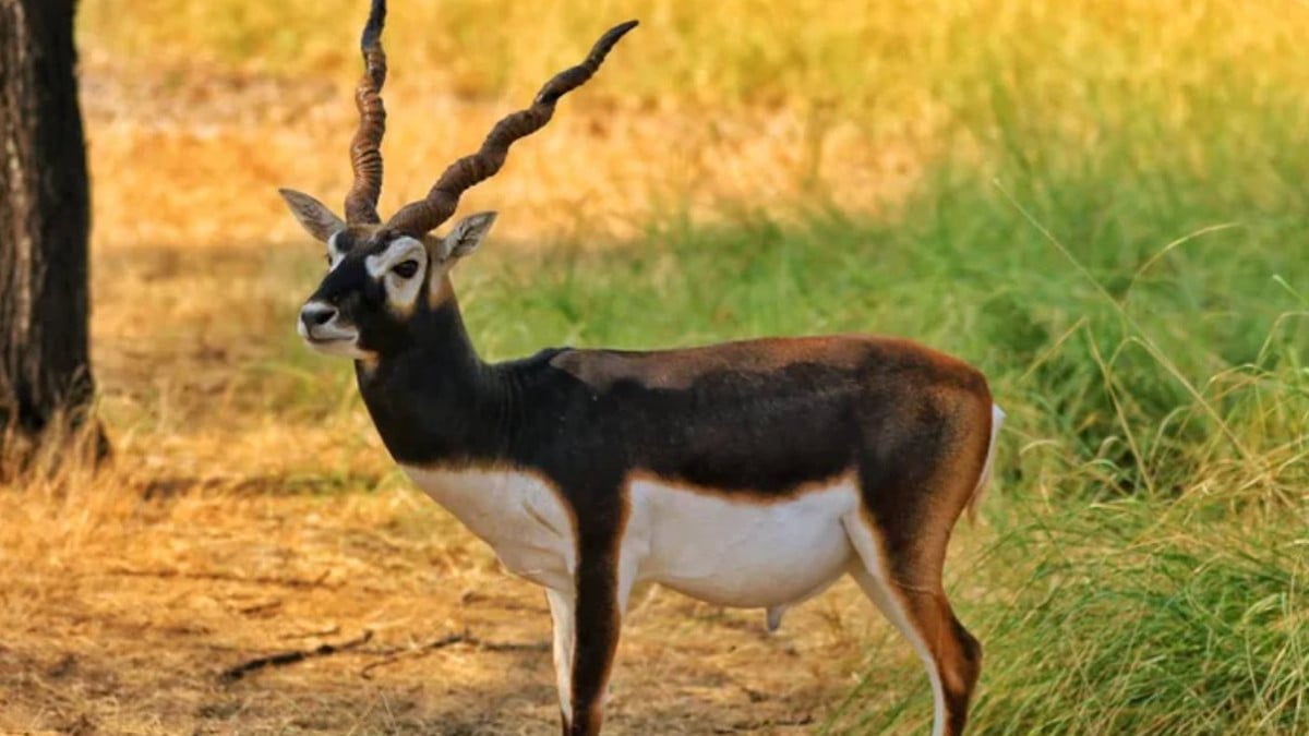 Une antilope cervicapre