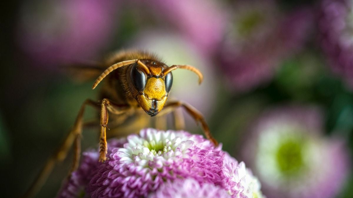 Il se débarrasse de milliers de frelons asiatiques grâce à ce piège maison, simple mais redoutable