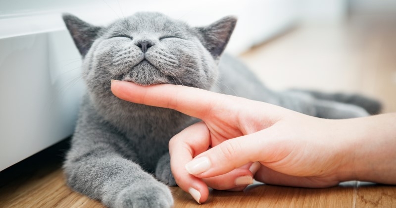 Les animaux de compagnie réduisent le stress et limitent le déclin cognitif des personnes âgées selon une étude