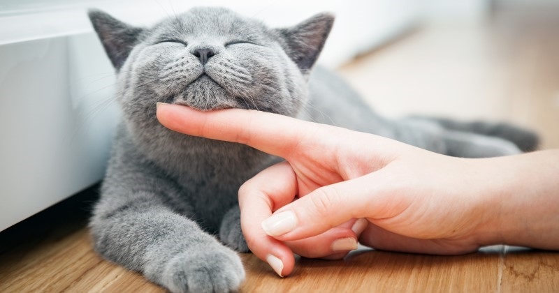 Quel animal de compagnie est fait pour toi selon ton signe astrologique ?