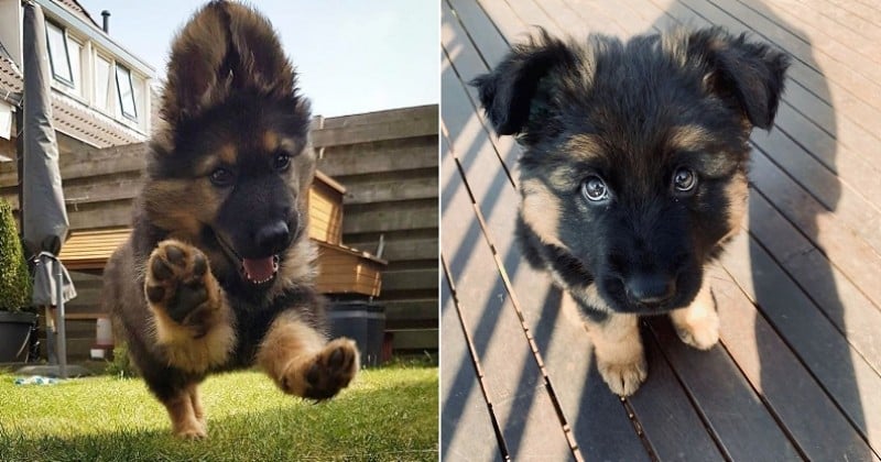 17 photos qui prouvent que les bergers allemands sont les chiots les plus mignons