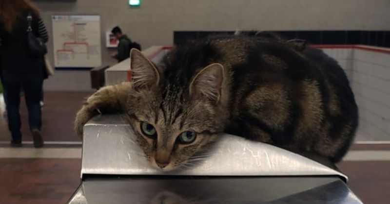 Taga, adorable petite chatte, est devenue la mascotte de la gare RER de Saint-Maur