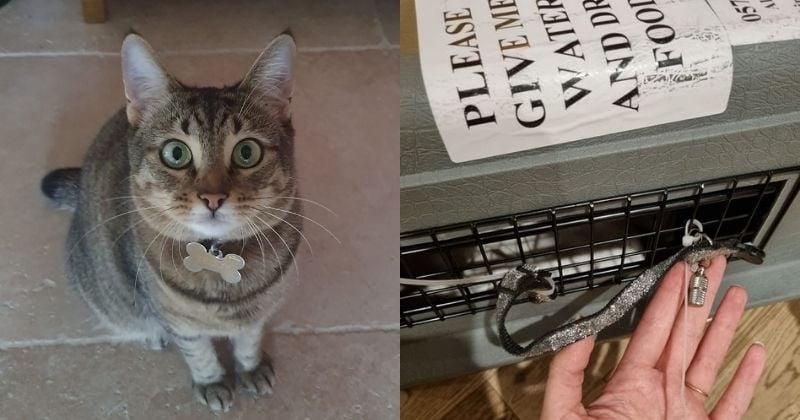 La famille de Teddy, un pauvre chat perdu entre l'aéroport de Paris et celui de Los Angeles, appelle à l'aide
