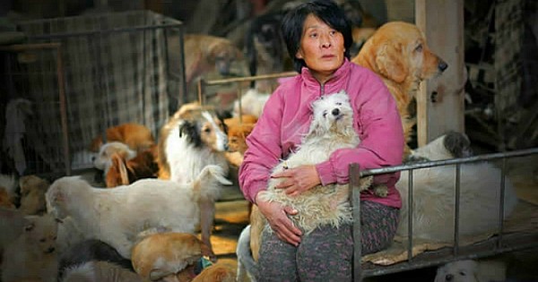 Cette femme a parcouru plus de 2 500 km, avec 1 000 euros en poche seulement pour sauver plus de 100 chiens d'une mort certaine, en Chine