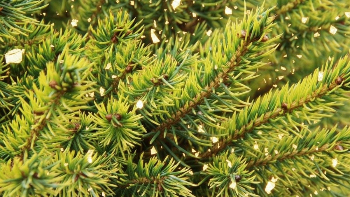 Cet arbre est capable de produire de l'or grâce à des microbes invisibles