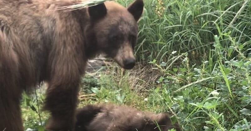 Une maman ours pleure la dépouille de son petit, mortellement fauché par une voiture dans le parc de Yosemite 